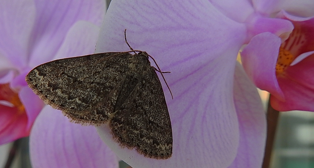 Przylepek pomrocznik (Ectropis crepuscularia)