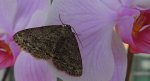 Przylepek pomrocznik (Ectropis crepuscularia)
