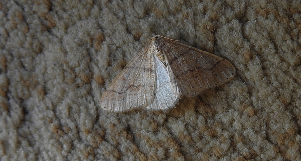 Zimowek obrzeżek (Agriopis marginaria)