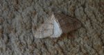 Zimowek obrzeżek (Agriopis marginaria)