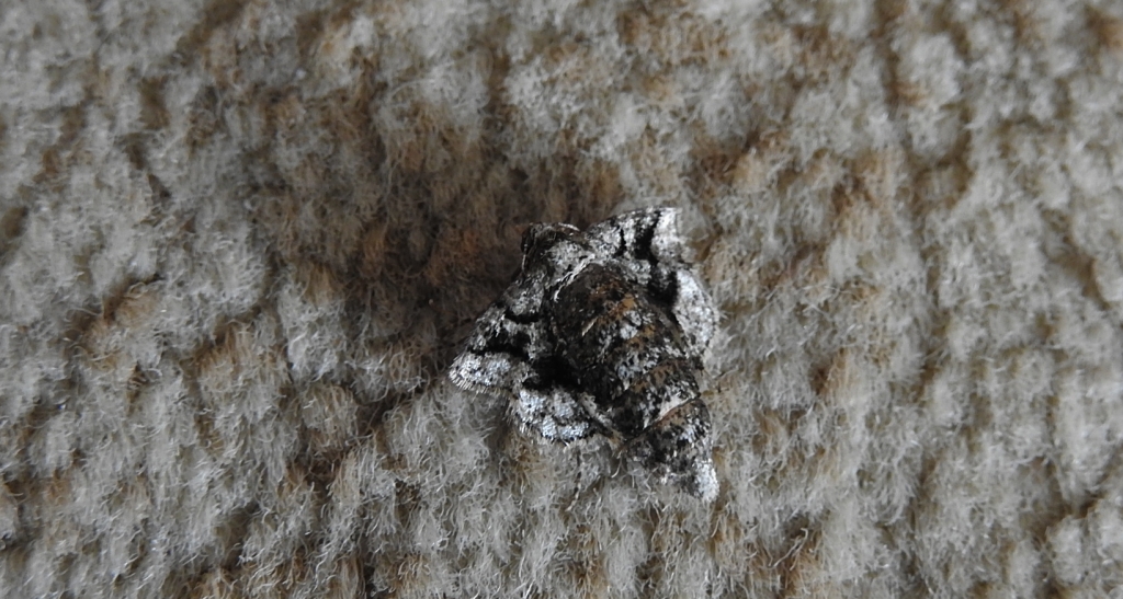 Zimowek obrzeżek (Agriopis marginaria)
