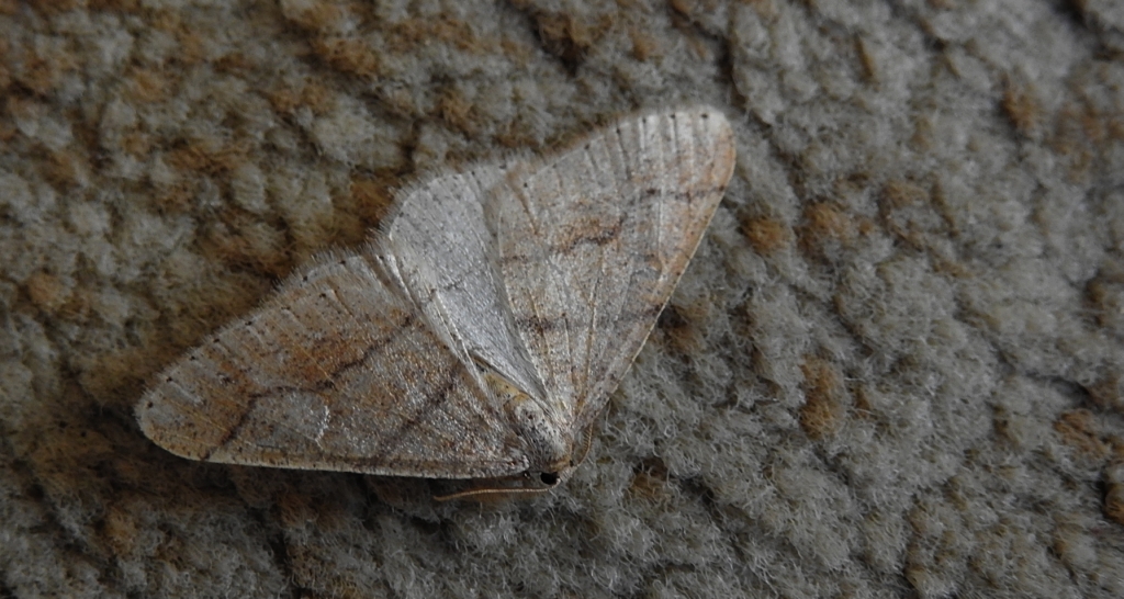 Zimowek obrzeżek (Agriopis marginaria)