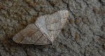 Zimowek obrzeżek (Agriopis marginaria)