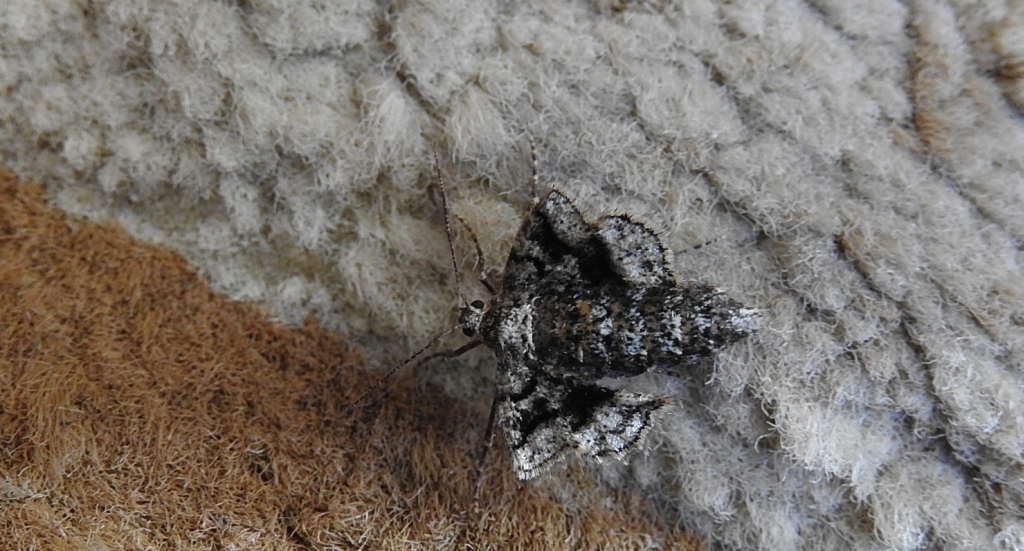 Zimowek obrzeżek (Agriopis marginaria)