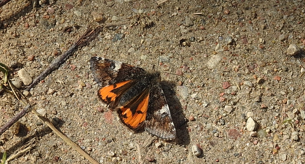 Bęsica kwietniówka (Archiearis parthenias)