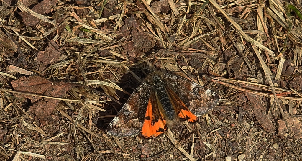 Bęsica kwietniówka (Archiearis parthenias)