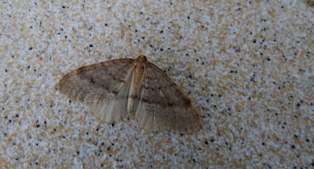 Piędzik siewierak (Operophtera fagata)