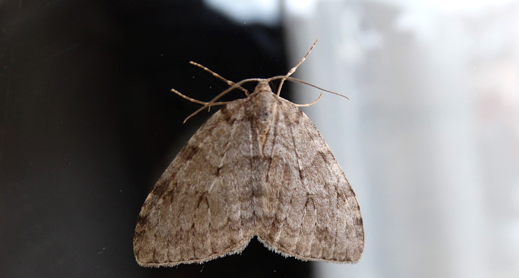 Paśnik jesieniak (Epirrita autumnata)