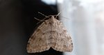 Paśnik jesieniak (Epirrita autumnata)