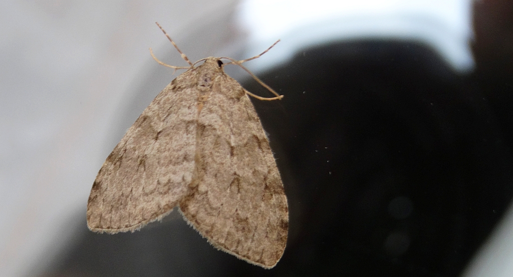 Paśnik jesieniak (Epirrita autumnata)