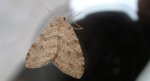 Paśnik jesieniak (Epirrita autumnata)