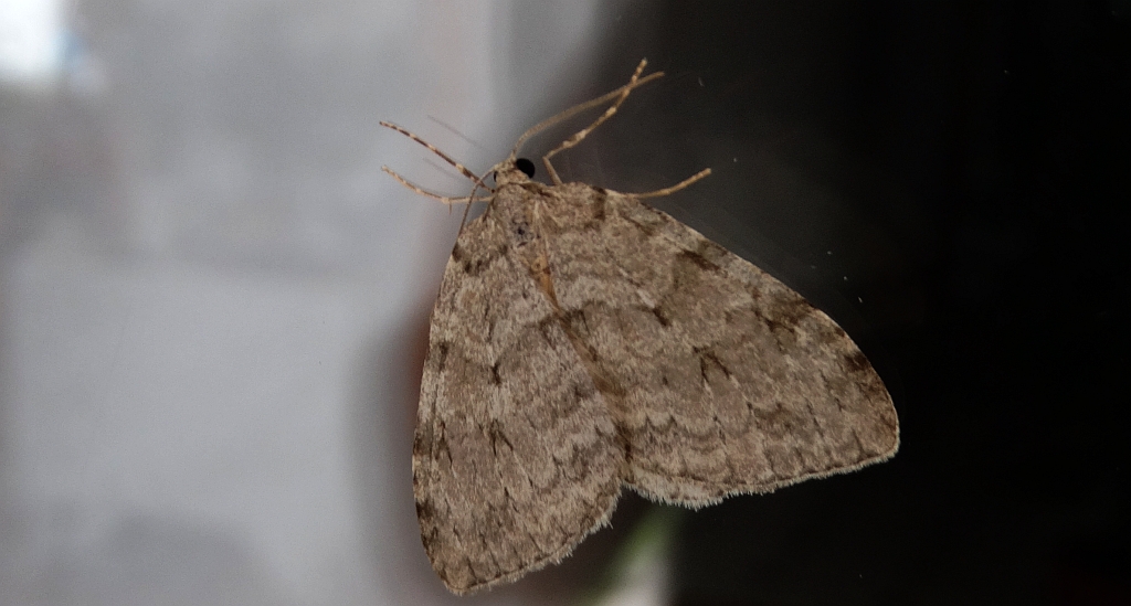 Paśnik jesieniak (Epirrita autumnata)