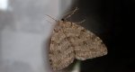 Paśnik jesieniak (Epirrita autumnata)