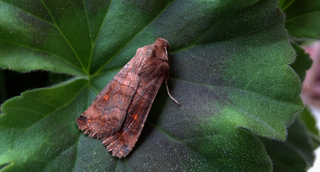 Zimiczka bukówka (Eupsilia transversa)