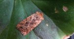 Conistra rubiginea
