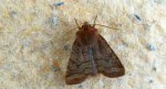 Conistra ligula