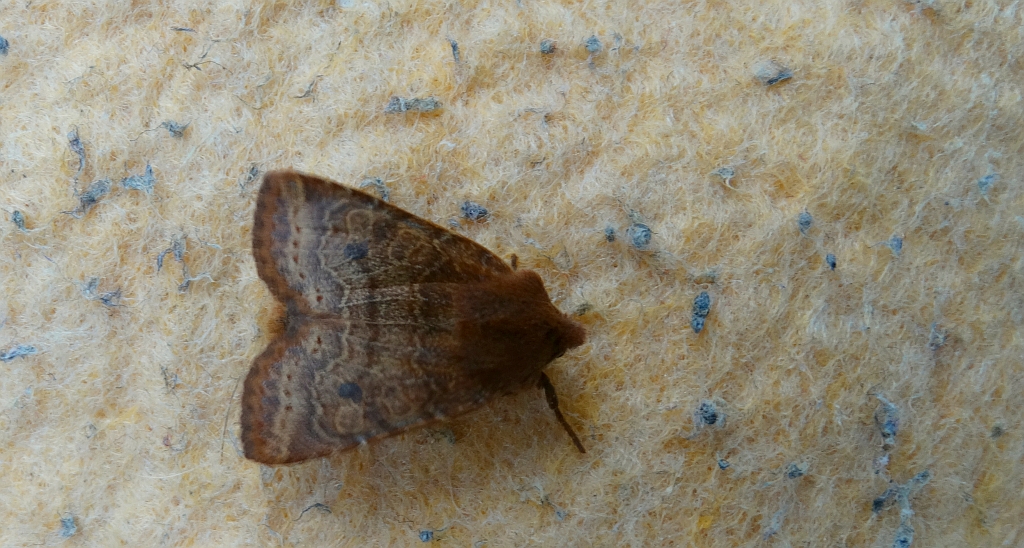 Conistra ligula