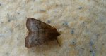 Conistra ligula