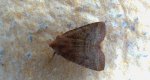 Conistra ligula