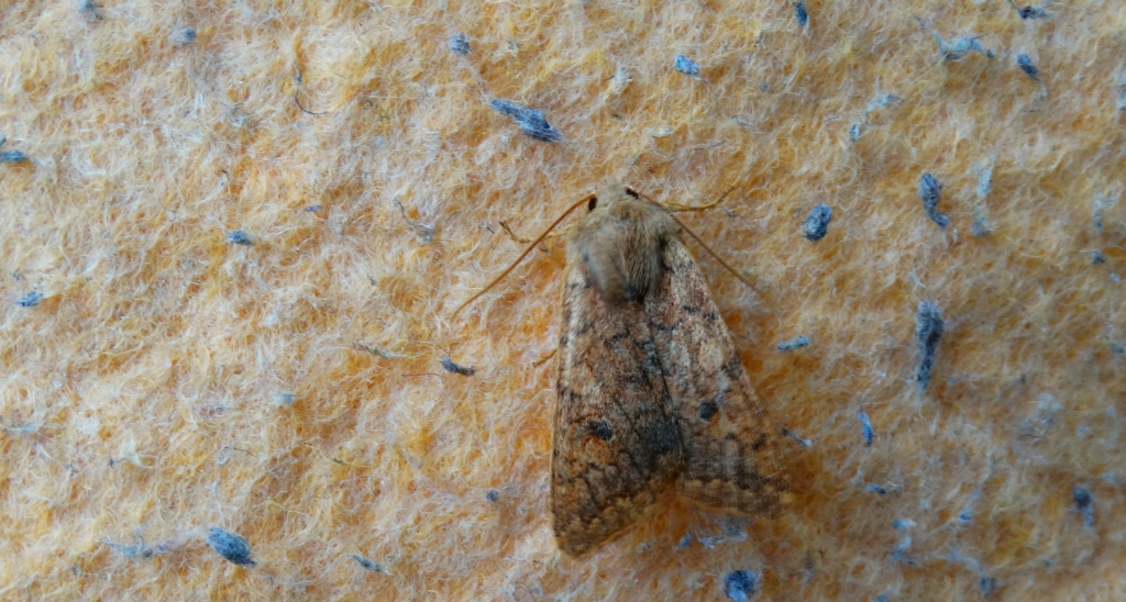 Źrenicówka rudawka (Agrochola circellaris)