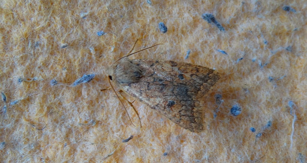 Źrenicówka rudawka (Agrochola circellaris)