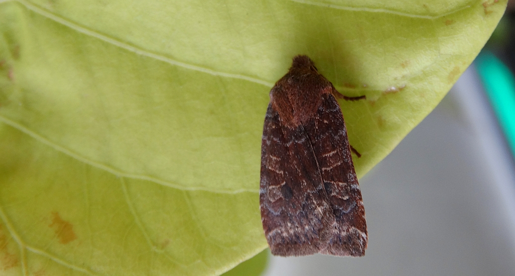 Porożnica jagodówka (Conistra vaccinii)