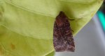 Porożnica jagodówka (Conistra vaccinii)