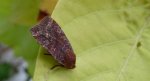 Porożnica jagodówka (Conistra vaccinii)