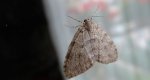 Paśnik jesieniak (Epirrita autumnata)