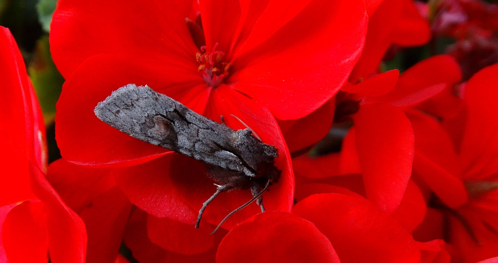 Lithophane furcifera