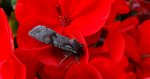 Lithophane furcifera