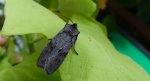 Lithophane furcifera