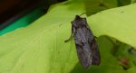Lithophane furcifera