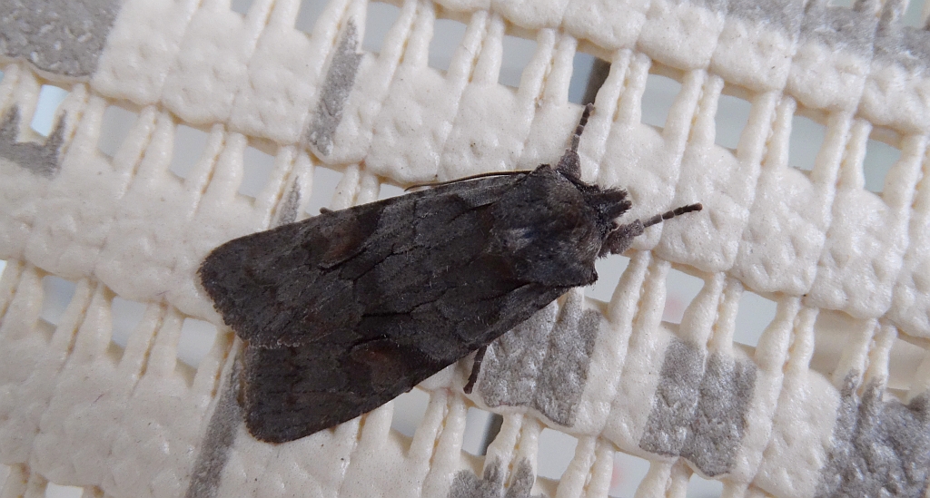 Lithophane furcifera