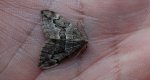 Paśnik juniperata (Thera juniperata)