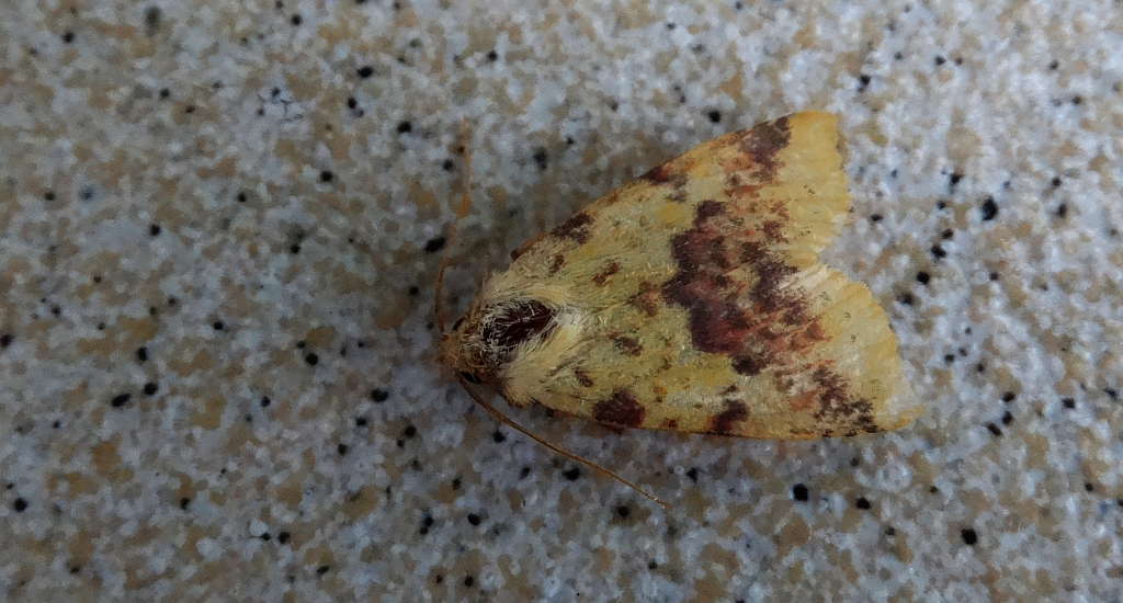Ozimica wierzbówka (Xanthia togata)