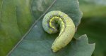 Piętnówka brukiewka (Lacanobia oleracea)
