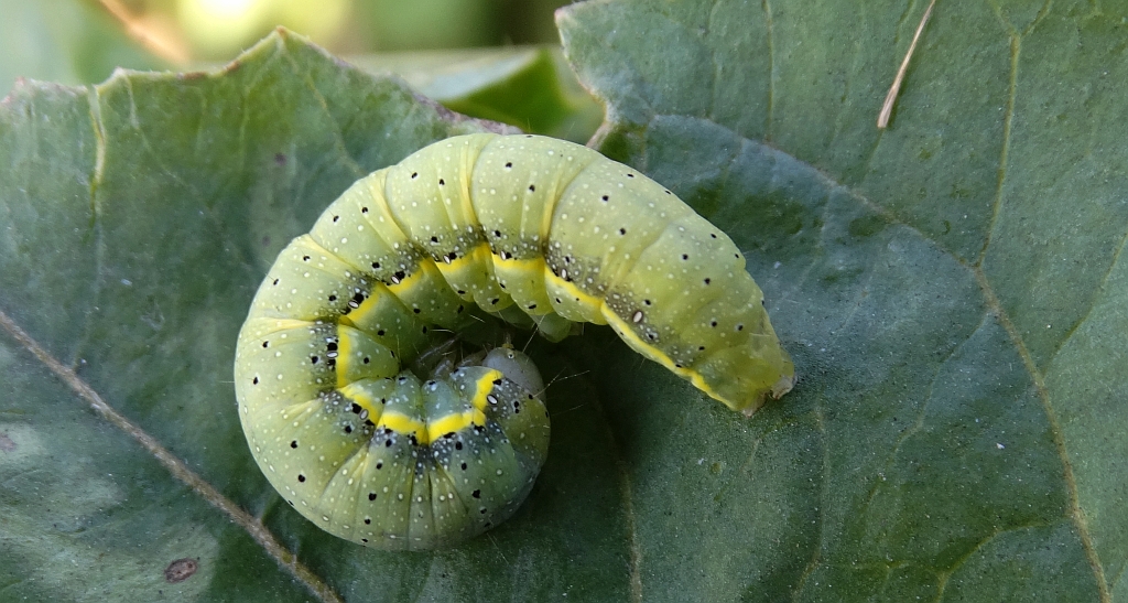 Piętnówka brukiewka (Lacanobia oleracea)