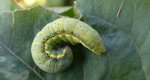 Piętnówka brukiewka (Lacanobia oleracea)