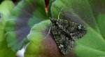 Paśnik zaroślak (Chloroclysta siterata)