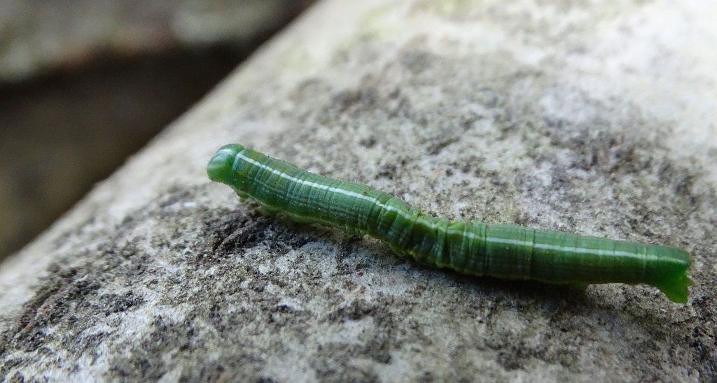 Poproch cetyniak (Bupalus piniaria)