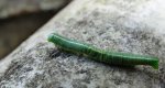 Poproch cetyniak (Bupalus piniaria)