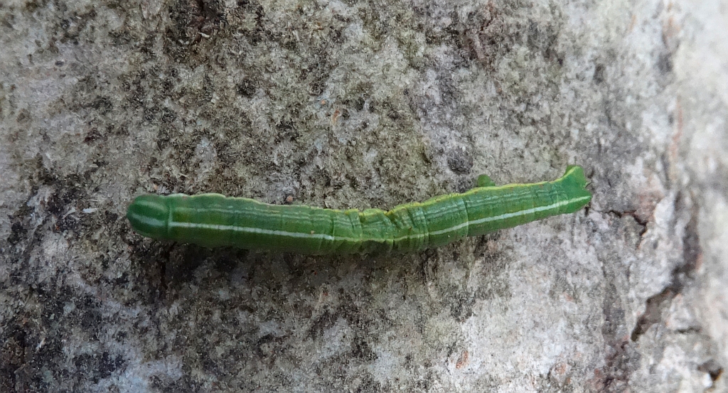 Poproch cetyniak (Bupalus piniaria)