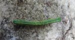 Poproch cetyniak (Bupalus piniaria)