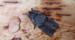 Lithophane furcifera