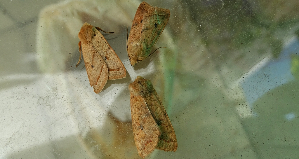 Źrenicówka rudawka (Agrochola circellaris), Agrochola macilenta i źrenicówka wierzbniakówka (Agrochola lota)