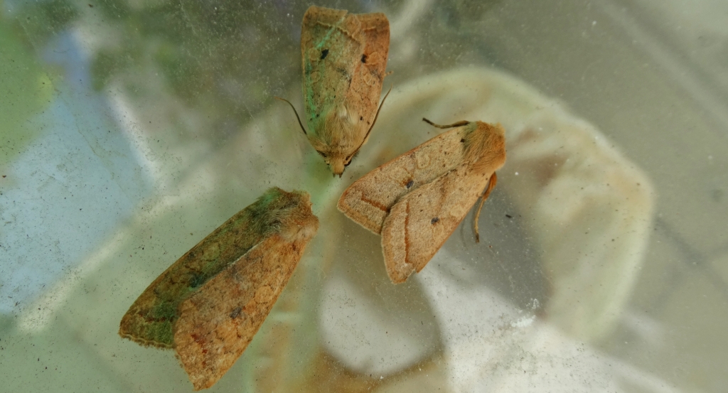Źrenicówka rudawka (Agrochola circellaris), Agrochola macilenta i źrenicówka wierzbniakówka (Agrochola lota)
