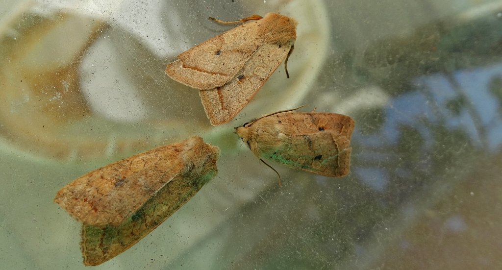 Źrenicówka rudawka (Agrochola circellaris), Agrochola macilenta i źrenicówka wierzbniakówka (Agrochola lota)