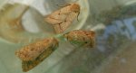 Źrenicówka rudawka (Agrochola circellaris), Agrochola macilenta i źrenicówka wierzbniakówka (Agrochola lota)
