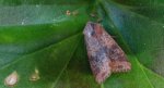 Xanthia gilvago